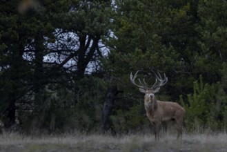 In the late evening, the red deer (Cervus elaphus) become very active in the rutting and start