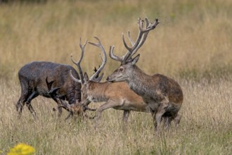 The middle red deer (Cervus elaphus) has come too close to the front deer and is pushed back by a