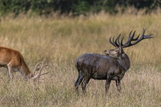 The red deer (Cervus elaphus) went to a wallow a few minutes ago and took a mud bath, wallow,