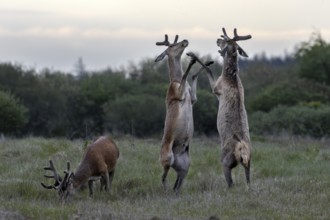 The dueling red deer (Cervus elaphus) place on the hind legs, bastion antlers, ranking, fighting,