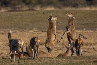When attacked by wolves and other predators, red deer (Cervus elaphus) also use their front legs