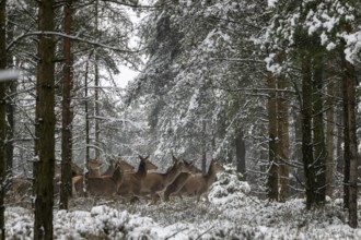 Red animals (Cervus elaphus) move in fresh snow through a spruce forest, winter landscape, winter,