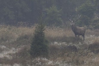 A group of young deer in the adjacent forest is closely watched by the red deer (Cervus elaphus),