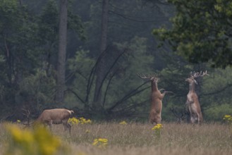 Standing on their hind legs and handing out blows with their front legs, the red deer (Cervus