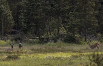 The wild boar boar (Sus scrofa) has come close enough to the rottier (Cervus elaphus) that it