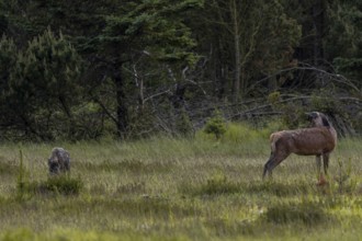 The wild boar boar (Sus scrofa) crosses the meadow directly behind the rottier (Cervus elaphus),