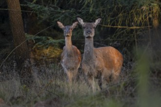 Two rotting animals (Cervus elaphus) alert, illuminated by the last rays of the evening sun,