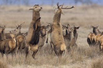 A young red deer (Cervus elaphus) with antlers invites an old deer that has already shed its