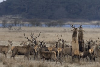 Tensions often arise in large deer packs (Cervus elaphus), where two deer clarify the ranking,