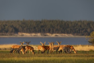 A pack of red deer (Cervus elaphus) branches in the light of the evening sun on the North Sea