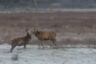 Social contacts between red deer spewers (Cervus elaphus) are common, as they have been living