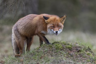 Something on the small hill attracts the interest of the red fox fÃ¤he (Vulpes vulpes), Denmark