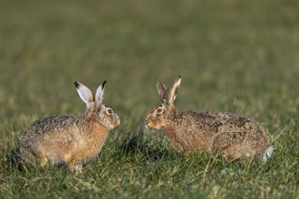 Tense peace between bumper and field hare (Lepus europaeus), mating season, batting season, Germany