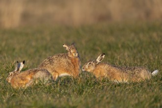 While the bumpers are circling the field hare (Lepus europaeus) in a wild hunt, she stands on the