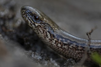 Blindschleiche (Anguis fragilis) nimmt ein Sonnenbad, Heidelandschaft, Deutschland