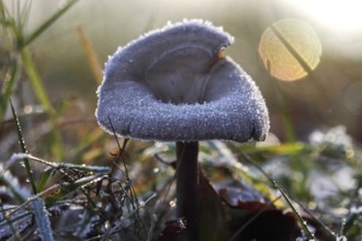 Hoarfrost in nature, mushroom, winter, Germany