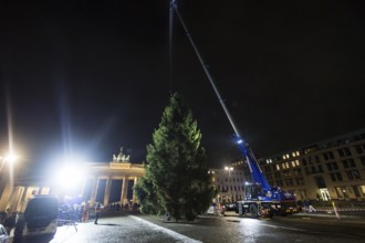 THW volunteers set up the Christmas tree delivered from Thuringia in front of the Brandenburg Gate,