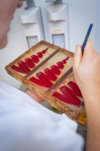 Someone paints red, decorative forms in a chocolate mold, Christmas baking, Haselstaller Hof,