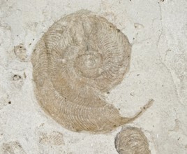Spiral ammonite (Harpoceras) from Lias, North German Jurassic, Lower Jurassic, in light rock,