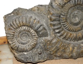 Two large spiral ammonites (Arietites bucklandi, Syn. Coroniceras bucklandi) in dark rock, remains