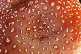 Red toadstool (Amanita muscaria), from above, fruiting body, North Rhine-Westphalia, Germany