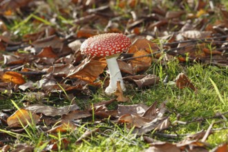 Red toadstool (Amanita muscaria), fruiting body, in autumn leaves, North Rhine-Westphalia, Germany