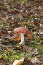 Red toadstool (Amanita muscaria), fruiting body, in autumn leaves, North Rhine-Westphalia, Germany