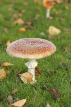 Toadstool (Amanita muscaria), fruiting body, North Rhine-Westphalia, Germany