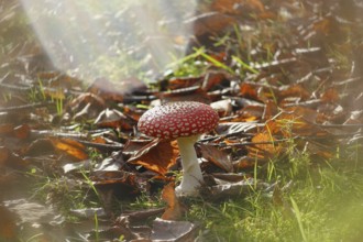 Red toadstool (Amanita muscaria), fruiting body, with alienation, North Rhine-Westphalia, Germany