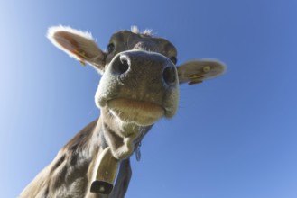 Curious AllgÃ¤u brown cattle, (Bos primigenius taurus), AllgÃ¤u, Bavaria, Germany