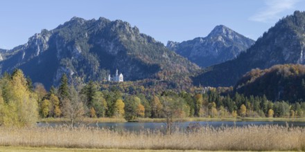 Panorama of the autumn reed bank on Schwansee, behind Neuschwanstein Castle near Hohenschwanga and