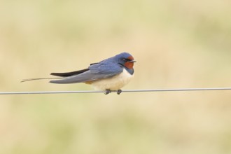 Barn swallow (Hirundo rustica) sitting on a pasture fence, wildlife, animals, birds, swallows,