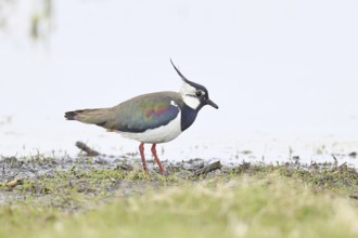 Lapwing (Vanellus vanellus), gorgeous dress, looking for food in a swampy meadow, wildlife,