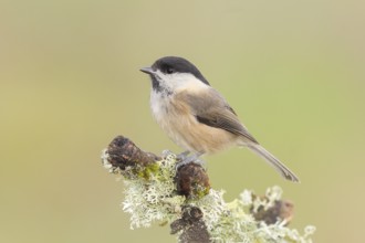 Willow tit (Parus montanus) sitting on lichen-covered branch, wildlife, animals, birds, tit,
