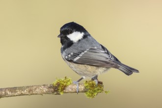 Pine tit (Periparus ater) sitting on moss-covered branch, wildlife, animals, birds, tit,