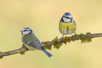 Blue tit (Parus caeruleus), two tits sitting on moss-covered branch, wildlife, animals, birds,