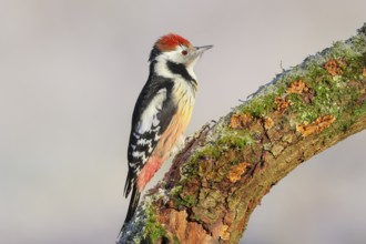 Middle woodpecker (Dendrocopos medius) sitting on a thick branch covered with moss, winter, light