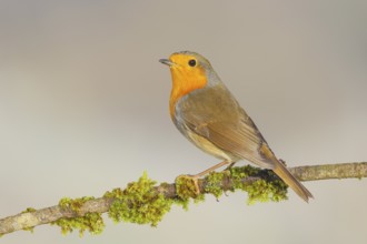 Robin (Erithacus rubecula), foraging, winter feeding, sitting on branch covered with moss,