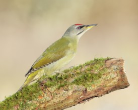 Grey woodpecker (Picus canus), male sitting on a thick branch covered with moss, wildlife,