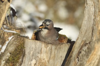 Eurasian Jay (Garrulus glandarius) with acorns (Quercus) in their beak, feeding in the forest