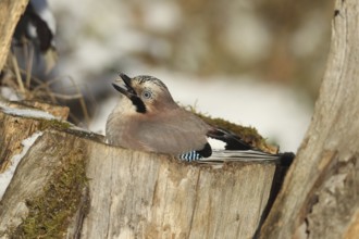 Eurasian Jay (Garrulus glandarius) throws corn (Zea Mays) into its beak during winter feeding in