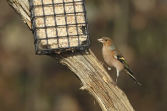 Chaffinch (Fringilla coelebs) male at winter feeding, AllgÃ¤u, Bavaria, Germany, AllgÃ¤u, Bavaria,