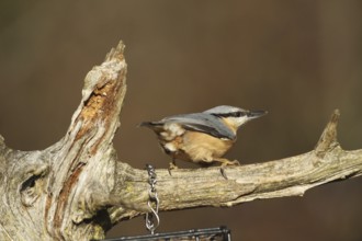 Nuthatch (Sitta europaea) feeding in the forest, AllgÃ¤u, Bavaria, Germany, AllgÃ¤u, Bavaria,