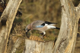 Jays (Garrulus glandarius) looking for food in the forest, AllgÃ¤u, Bavaria, Germany, AllgÃ¤u,