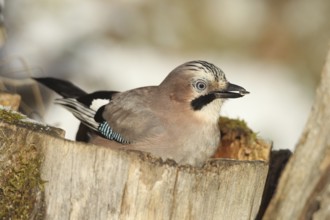 Eurasian Jay (Garrulus glandarius) with sunflower seeds (Helianthus annuus) in their beak, feeding