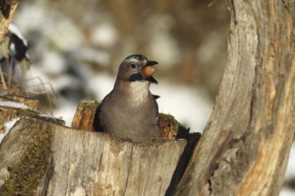 Eurasian Jay (Garrulus glandarius) with acorn (Quercus) in its beak, feeding in the forest during