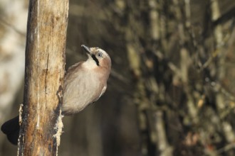 Jays (Garrulus glandarius) feeding in the forest, AllgÃ¤u, Bavaria, Germany, AllgÃ¤u, Bavaria,