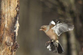 Chaffinch (Fringilla coelebs) male in flight, approach to forage wood, winter feeding, AllgÃ¤u,