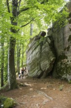 Hiking trail and rocks, Mont Sainte-Odile Abbey, Ottrott, Bas-Rhin Department, Alsace, France