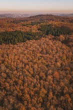 Densely wooded hilly landscape in warm autumn colors viewed from above, MÃ¼hlacker, Enzkreis,